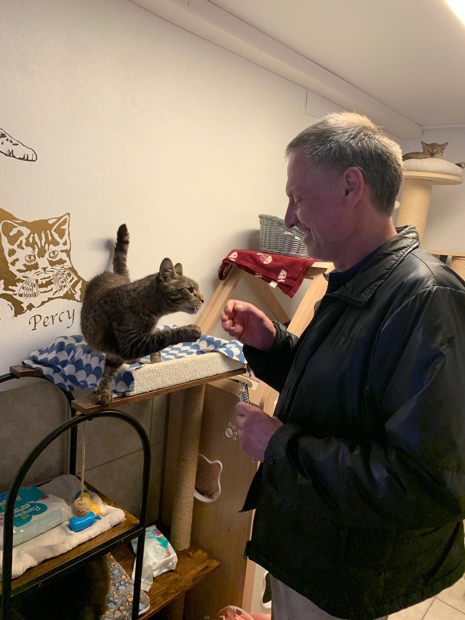 Mit Herz für HandiCATS – Wenn Katzen eine zweite Chance verdienen